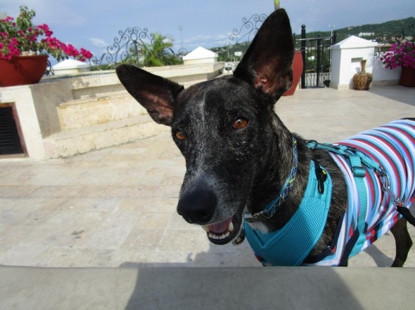 Nikko, the former stray dog form Cartagena, Colombia. Photo Credit: Vanda Hale