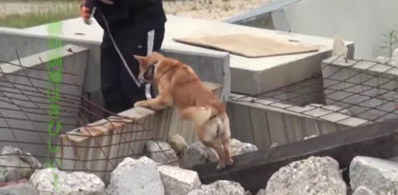 Yumenosuke training to become a rescue dog.
