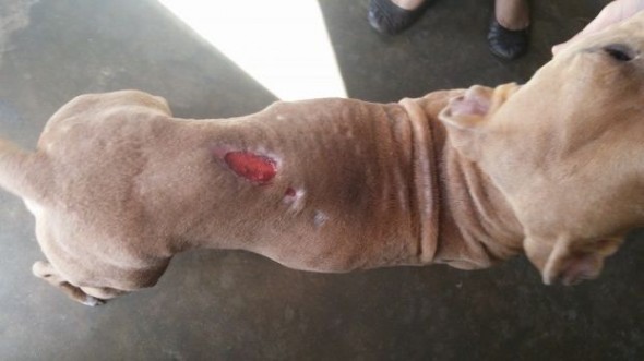 Adonis today and his almost healed wound. Photo Credit: St. Francis' Angels