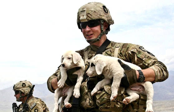 11.11.14 - Soldiers and Dogs01