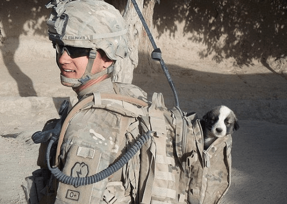 11.11.14 - Soldiers and Dogs26