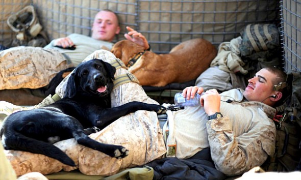 11.11.14 - Soldiers and Dogs29