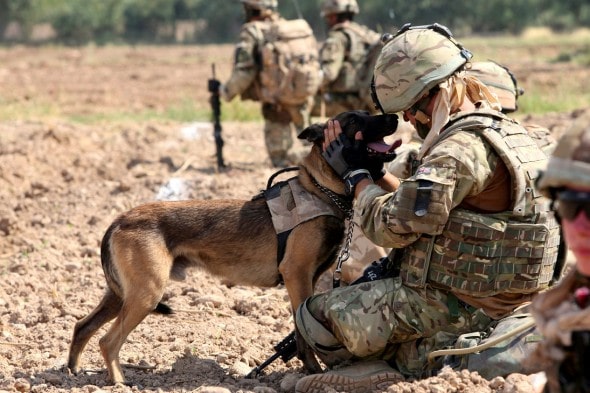 11.11.14 - Soldiers and Dogs30