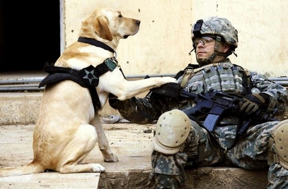11.11.14 - Soldiers and Dogs8