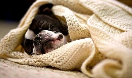11.12.14 - Pets Who Just Can't Be Bothered to Get Out of Bed13