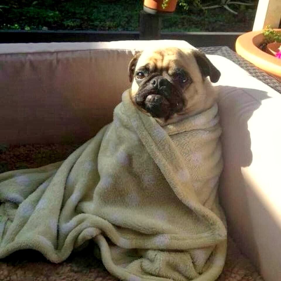 11.12.14 Pets Who Just Cant Be Bothered to Get Out of Bed6