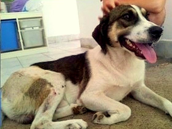 Badly Injured Stray Pup Rescued from Middle of Road Badly Injured Stray Pup Rescued from Middle of Road