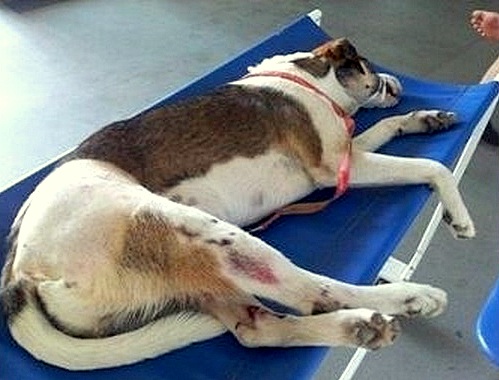 11.14.14 - Injured Dog Needs Help2