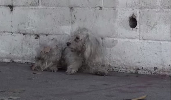 11.18.14 - Abandoned Dog Struck by Car Changes Rescuer’s LifeFEAT