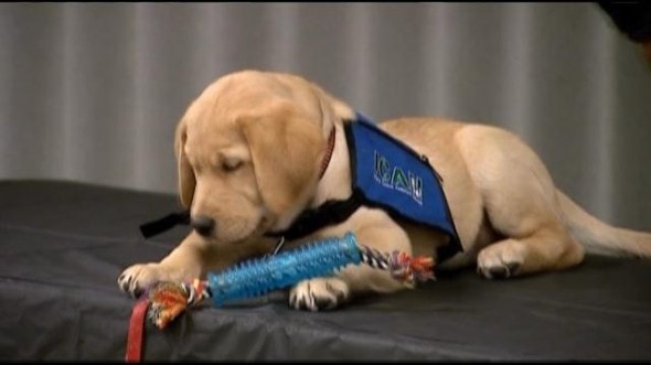 11.20.14 - K9 Service Puppy Named After Hero Officer