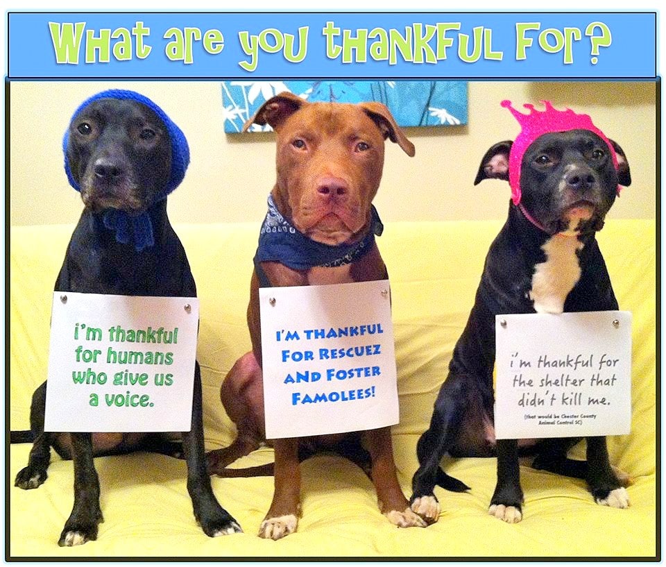 Funny Thanksgiving Dog Photos