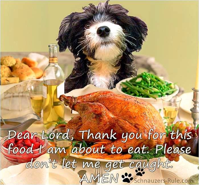 Funny Thanksgiving Dog Photos