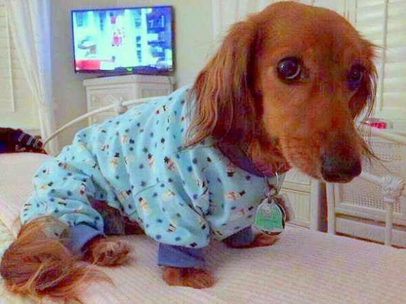 11.30.14 - Puppies in Jammies5