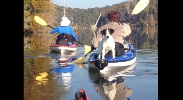 11.4.14 - Dog Stuck in the Tellico River Rescued By Kayakers