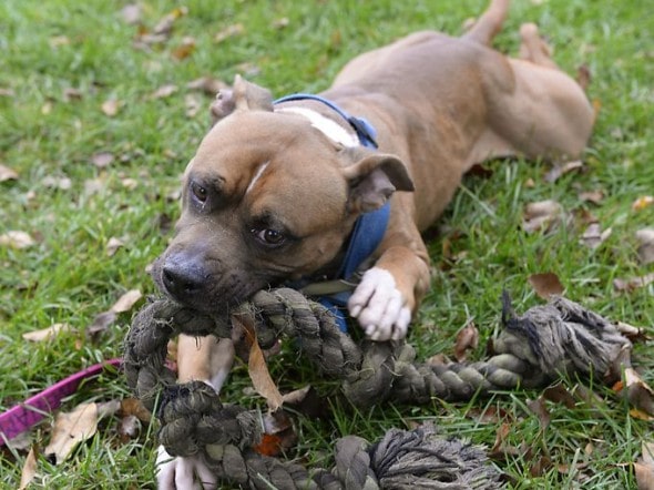 11.5.14 - County Run Dog Shelter Nears Capacity and Desperately Needs Adoptions