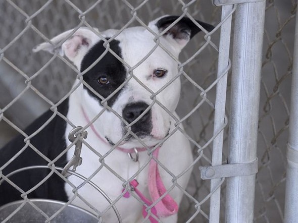 11.5.14 - County Run Dog Shelter Nears Capacity and Desperately Needs Adoptions2