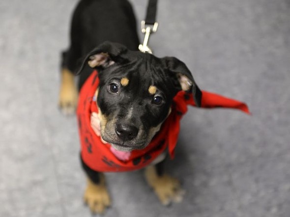 11.5.14 - County Run Dog Shelter Nears Capacity and Desperately Needs Adoptions3