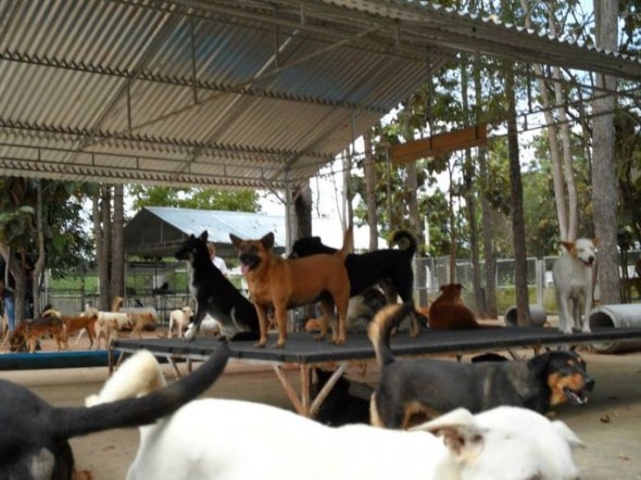 11.5.14 - Rescue Group in Virginia Is Taking In Dogs from Thailand4