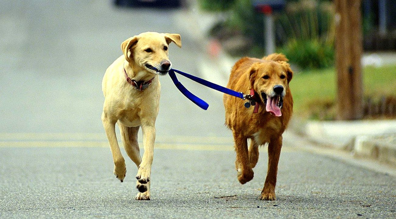 https://www.lifewithdogs.tv/wp-content/uploads/2014/11/11.6.14-App-Donates-Money-for-Dog-Walking1.jpg