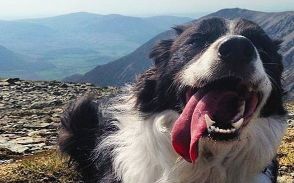 11.6.14 - Dog Lost While Climbing Mountain is Found and Recovered1