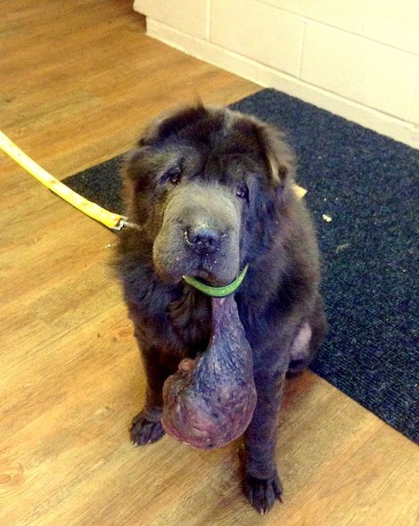 11.6.14 - Neglected Dog Gets Cantaloupe-Sized Tumor Removed3