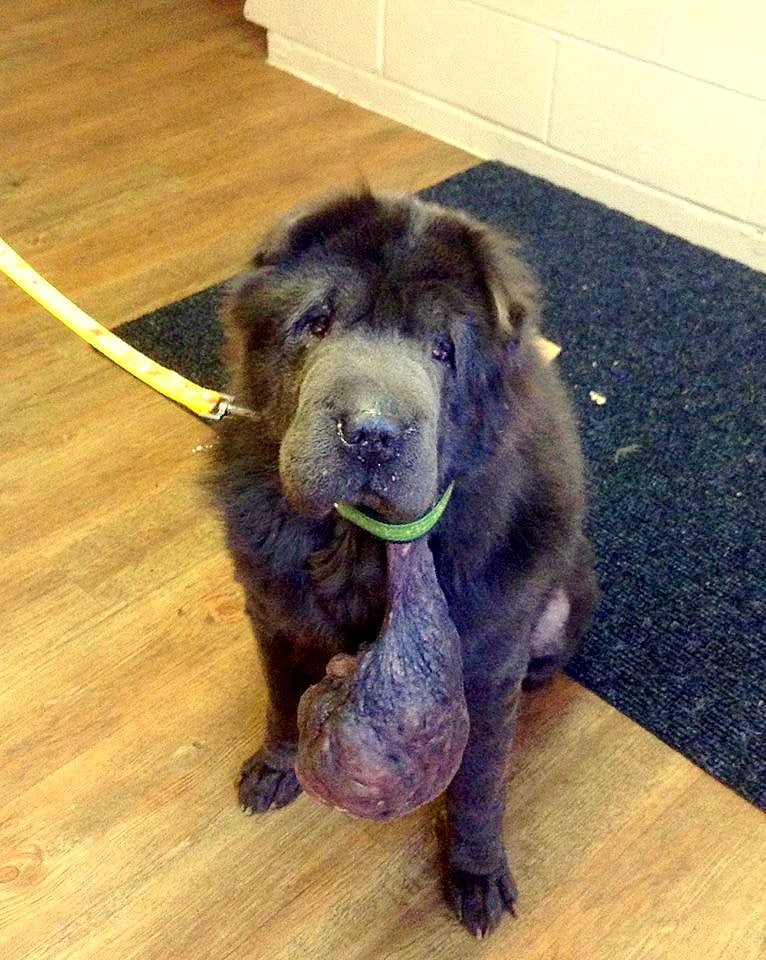 Neglected Dog Gets Cantaloupe Sized Tumor Removed From Neck Life With