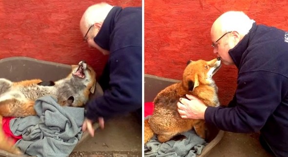 11.7.14 - Dawn, the Most Affectionate Fox3