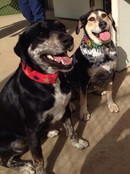 Panda (left) and Bella. Photo Credit: Rescue 2 Restore.