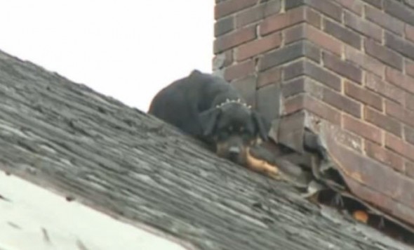 Isis on the roof prior to her rescue.