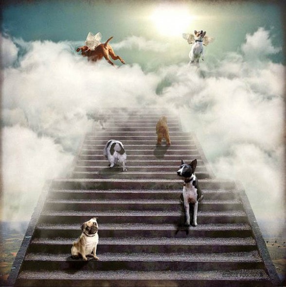 12.11.14 - Pope Francis Says All Dogs Go to Heaven1