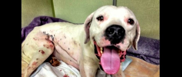 12.11.14 - Vet at Emergency Clinic Saves Badly Sliced Up Dog3