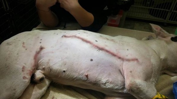 12.11.14 - Vet at Emergency Clinic Saves Badly Sliced Up Dog4