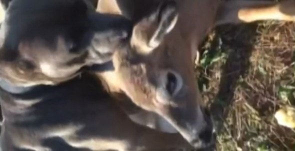 12.15.14 - Pit Bull Comforts Deer Tangled in Fence Until Help ArrivesFEAT