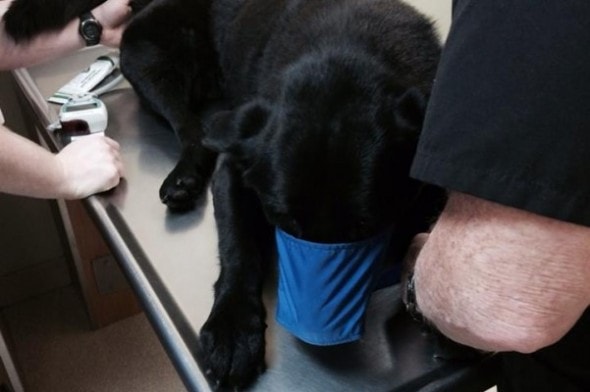 12.22.14 - woman saves injured dog1