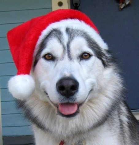 12.24.14 - Cutest Christmas Dogs11
