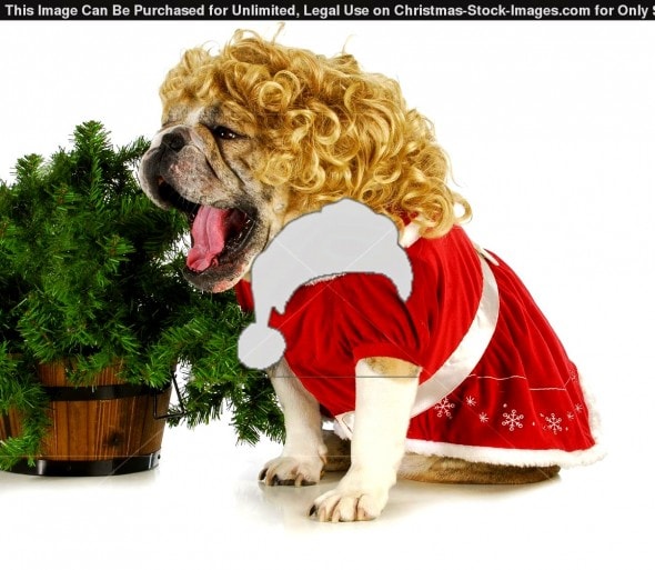 12.24.14 - Cutest Christmas Dogs12