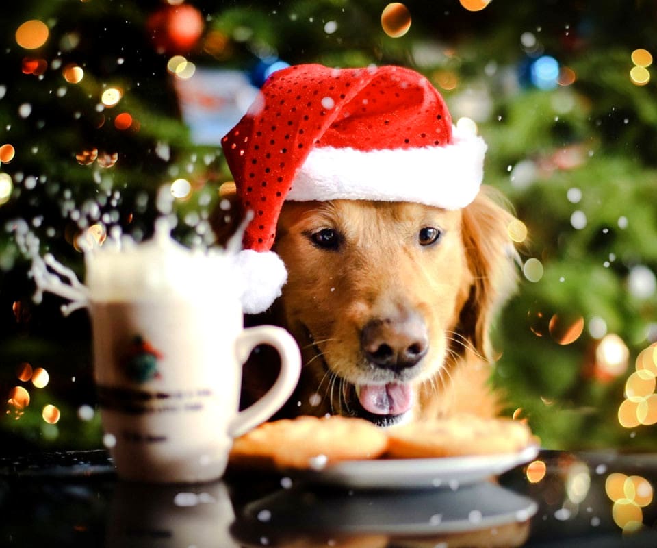 18 Dogs Who Are Ready for Christmas - Life With Dogs