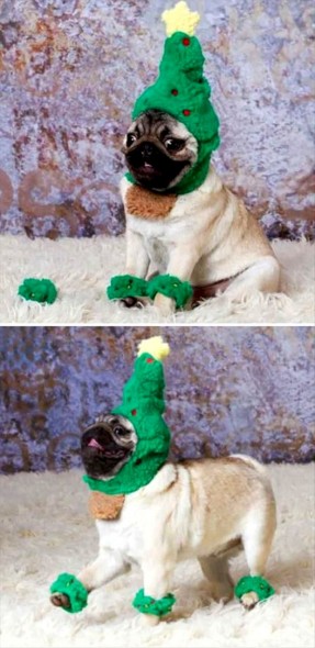 12.24.14 - Cutest Christmas Dogs19