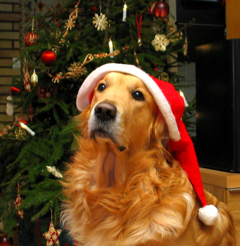 18 Dogs Who Are Ready for Christmas - Life With Dogs