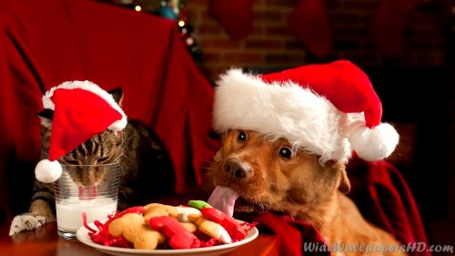 12.24.14 - Cutest Christmas Dogs7