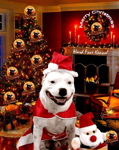 12.24.14 - Cutest Christmas Dogs9