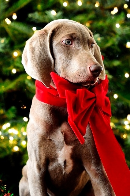 Beautiful Photos of Dogs at Christmastime - LIFE WITH DOGS