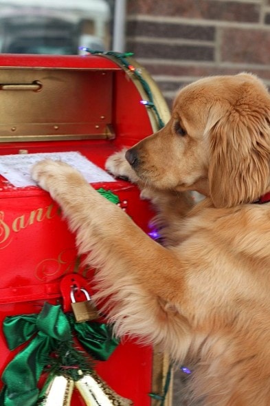 12.25.14 - Beautiful Photos of Dogs at Christmas20