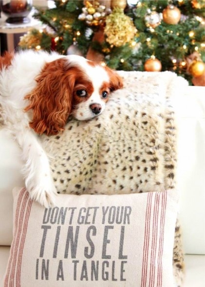 12.25.14 - Beautiful Photos of Dogs at Christmas3