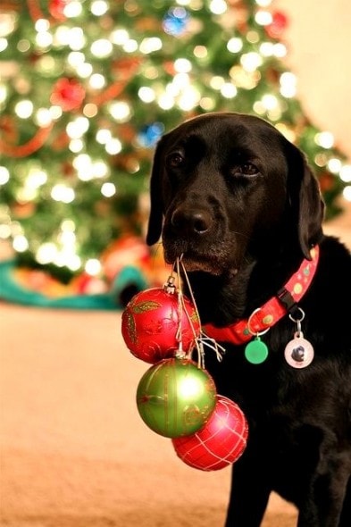 12.25.14 - Beautiful Photos of Dogs at Christmas6
