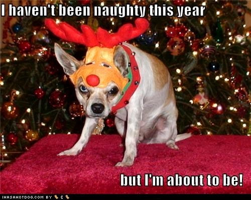 12.25.14 - Dogs Who Are SO Over Christmas23