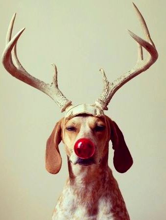 12.25.14 - Dogs Who Are SO Over Christmas9