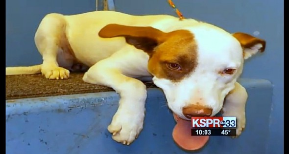 12.26.14 - Missouri City Throws Therapy Dog in High-Kill Shelter2