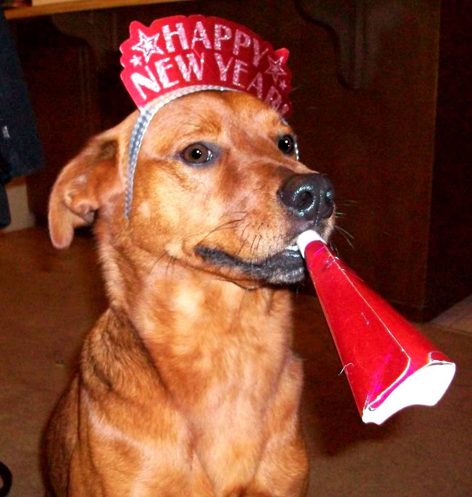 Pups Celebrating the New Year Life With Dogs