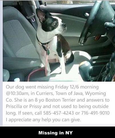 12.4.14 - Missing Dogs11